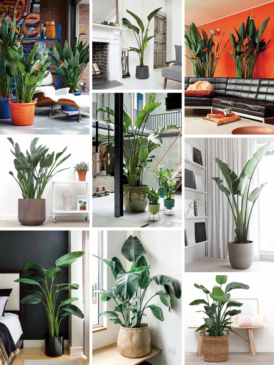 strelitzia 6