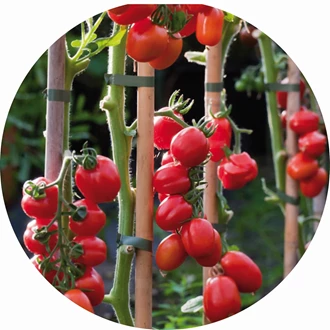 Zelf tomaten kweken, stap - Tuincentrum Pelckmans
