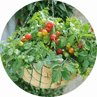 Zo Kweek Je Tomaten In Een Pot. - Tuincentrum Pelckmans