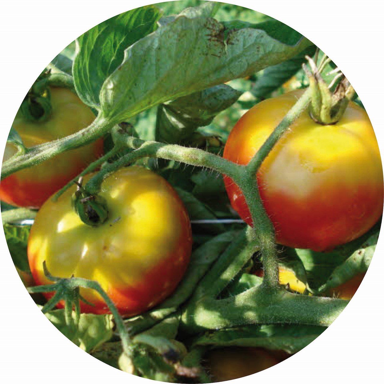 Tomatenproblemen Oplossen En Voorkomen Tuincentrum Pelckmans