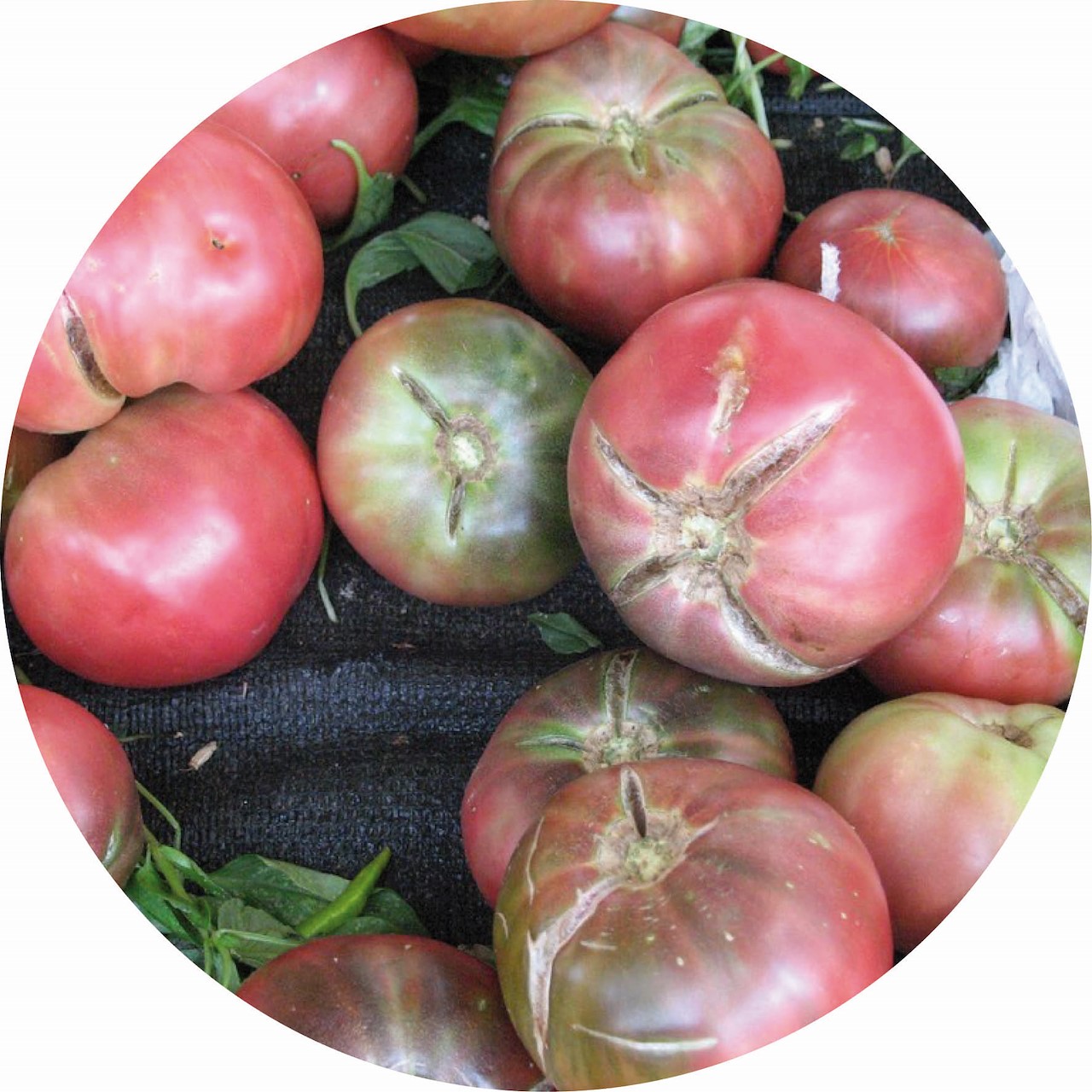 Tomatenproblemen Oplossen En Voorkomen Tuincentrum Pelckmans