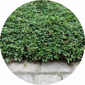 tuinieren rug 10