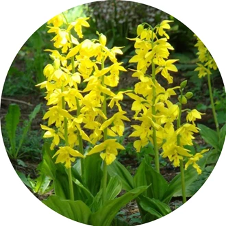 tuinorchidee 10
