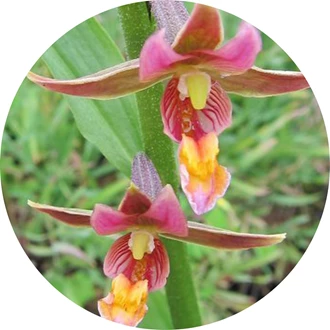 tuinorchidee 11