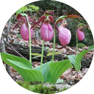 tuinorchidee 4