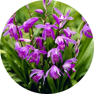 tuinorchidee 5