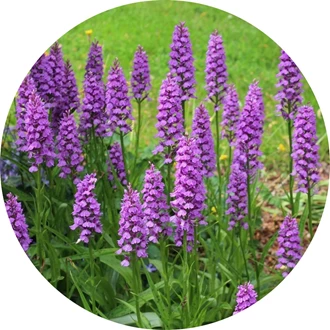 tuinorchidee 6