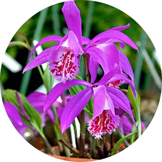 tuinorchidee 7