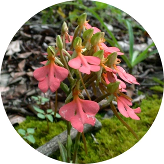 tuinorchidee 8