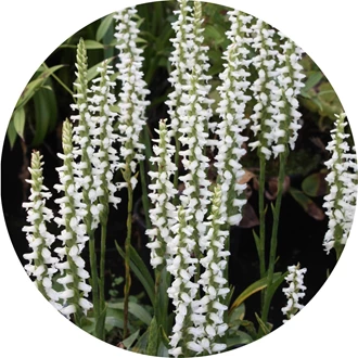 tuinorchidee 9