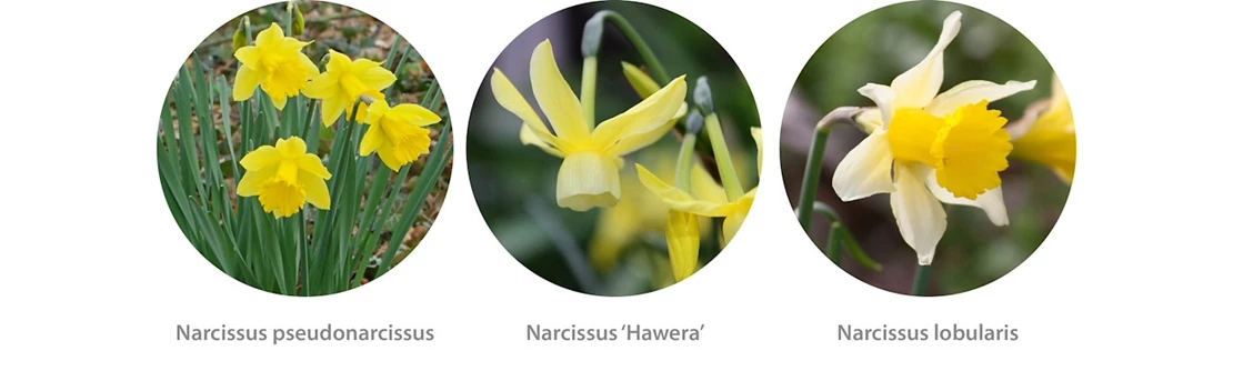 tulpen narcissen 4