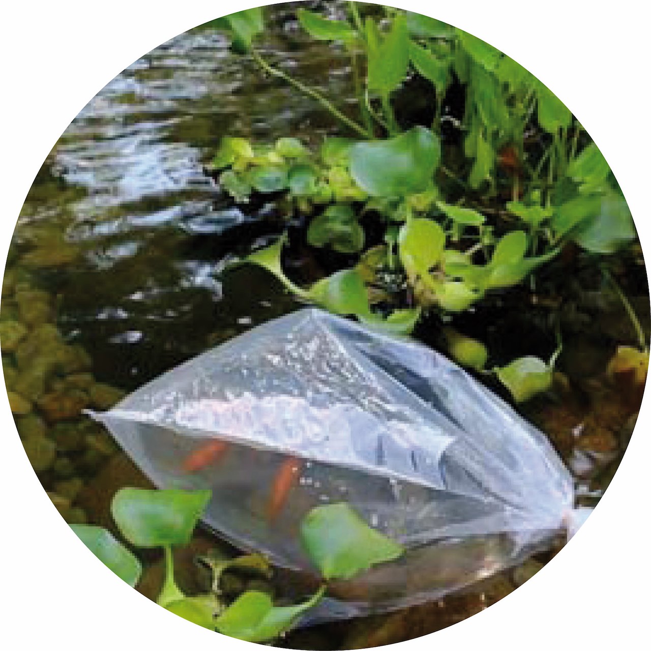 Aquarium zonder vissen: Zo hou je toch een mooi ecosysteem Aquarium zonder vissen: Zo hou je toch een mooi ecosysteem