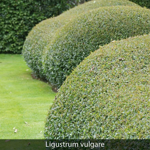 vervanger 6