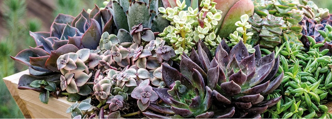 vetplanten 