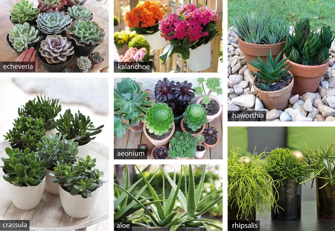 vetplanten 4