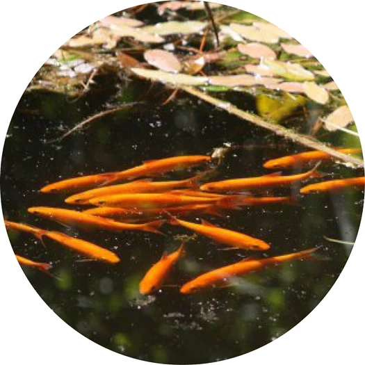 vijvervis 9