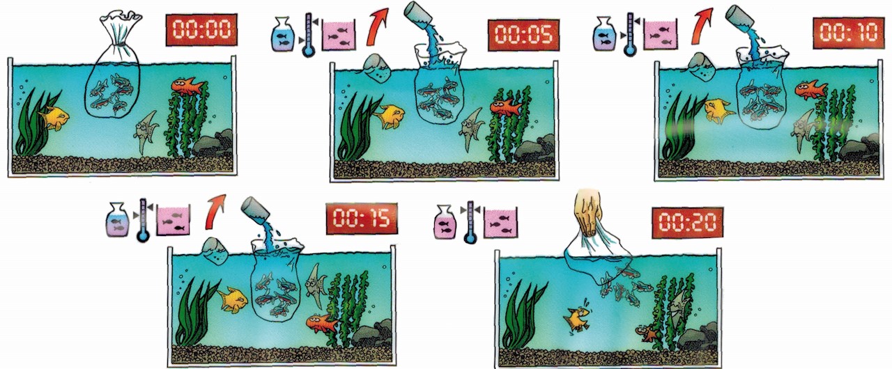 Hoe moet ik nieuwe vissen overzetten op mijn aquarium? Tuincentrum Pelckmans Hoe moet ik nieuwe vissen overzetten op mijn aquarium? Tuincentrum Pelckmans