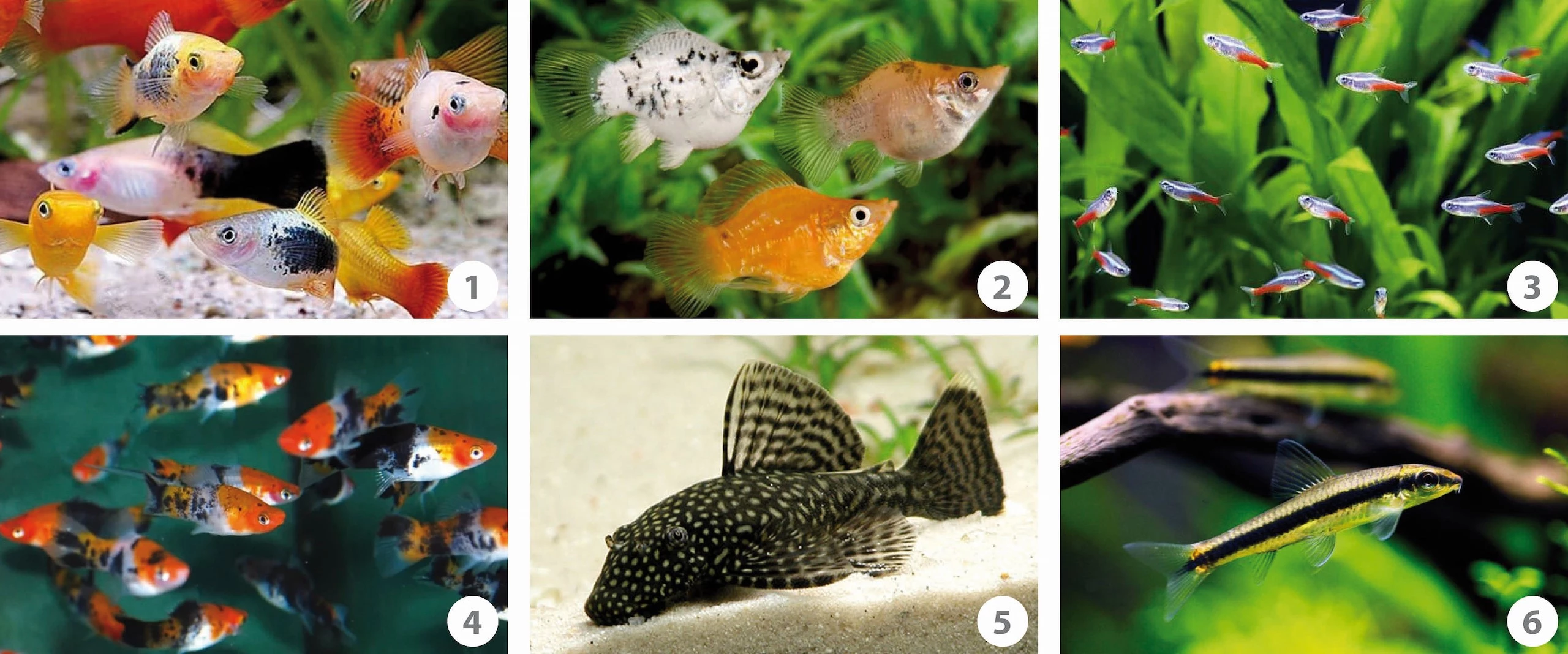 Welke vissen kunnen samen in een aquarium? - Tuincentrum Pelckmans