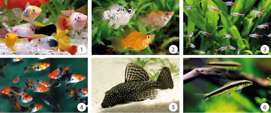 Elementair molecuul kromme Welke vissen kunnen samen in een aquarium? - Tuincentrum Pelckmans