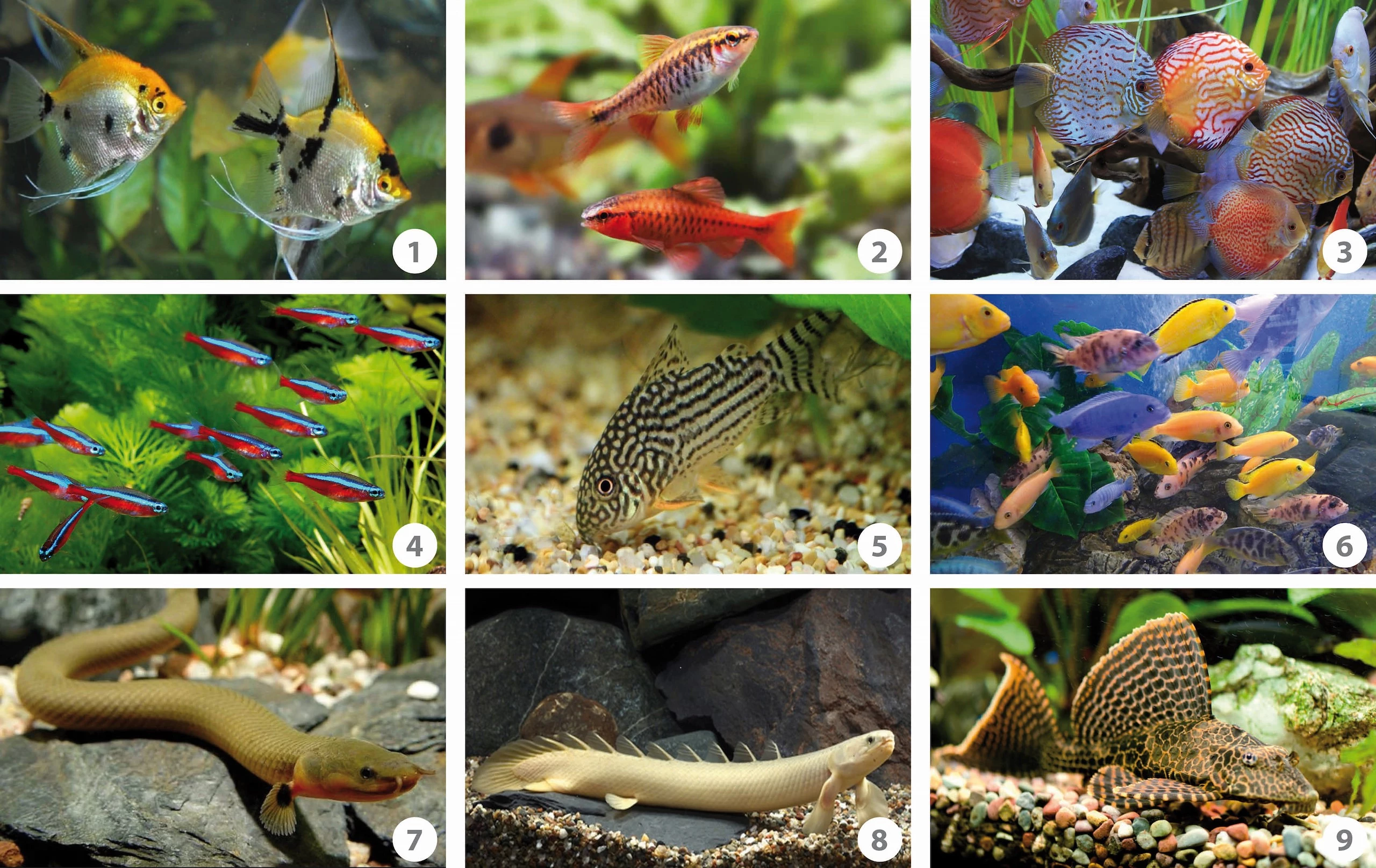 welke-vissen-kunnen-samen-in-een-aquarium-tuincentrum-pelckmans