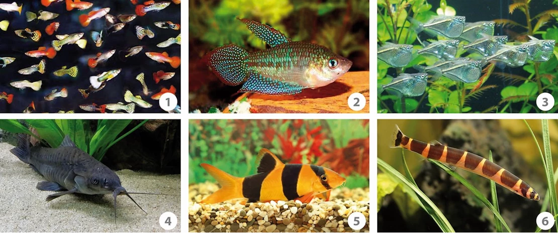 Elementair molecuul kromme Welke vissen kunnen samen in een aquarium? - Tuincentrum Pelckmans