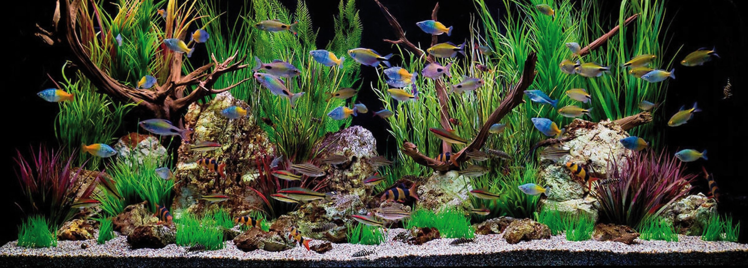 Welke vissen kunnen samen in een aquarium? - Tuincentrum Pelckmans