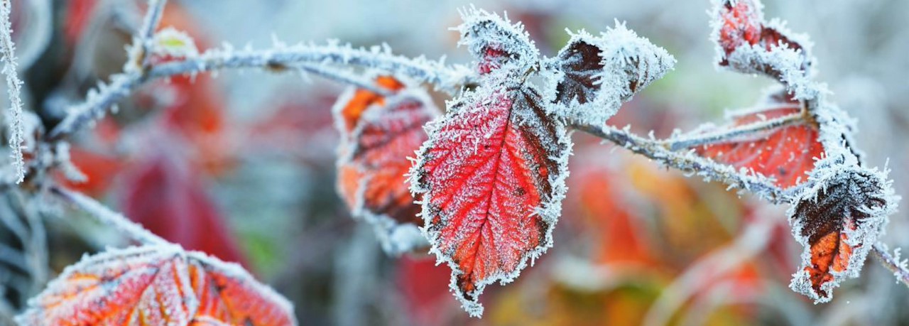 Checklist voor wanneer het vriest - Tuincentrum Pelckmans