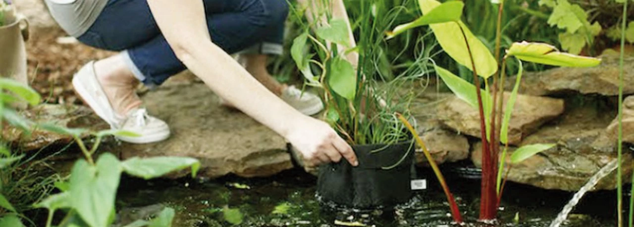 Beven driehoek geloof waterplanten planten, zo doe je dat - Tuincentrum Pelckmans