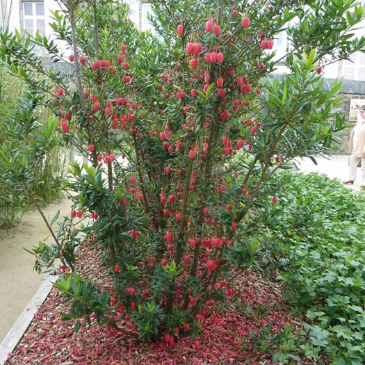 wintergroene bomen 13