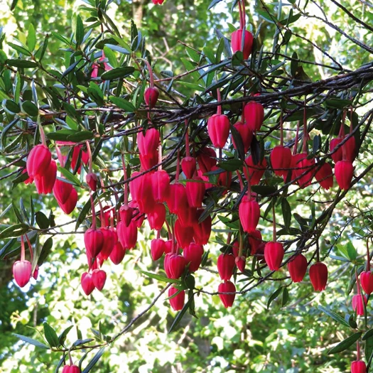 wintergroene bomen 14