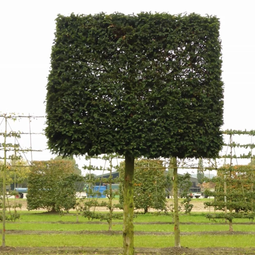 wintergroene bomen 16