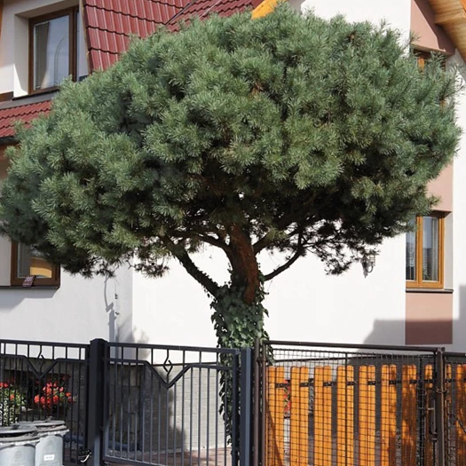 wintergroene bomen 5
