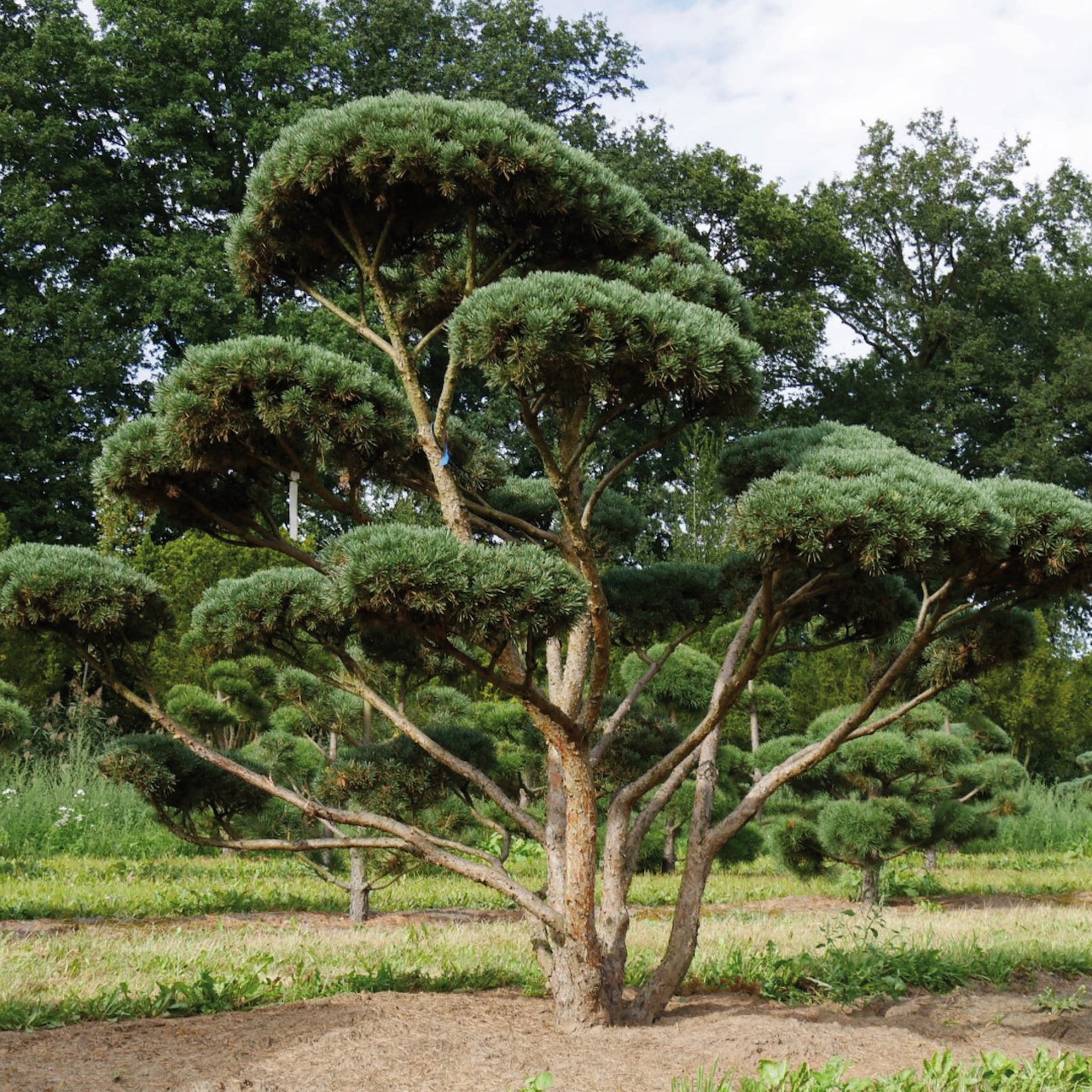 mooie bomen voor middelgrote tuin