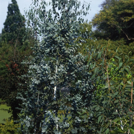 wintergroene bomen eucagunnii