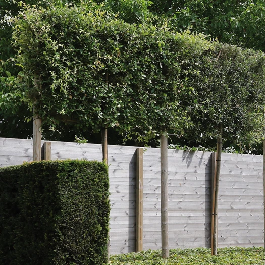 wintergroene bomen quercusilex