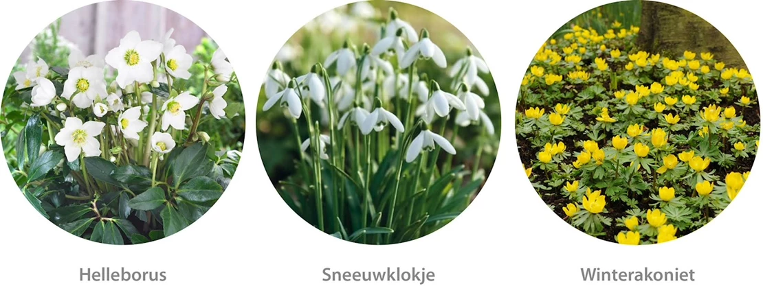 winterstruiken 8