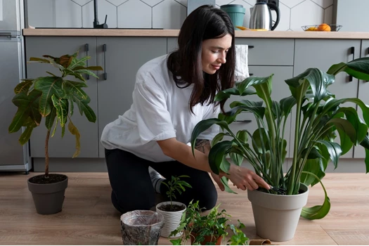 woman changing pots her plants home during quarantine 638347989146462976