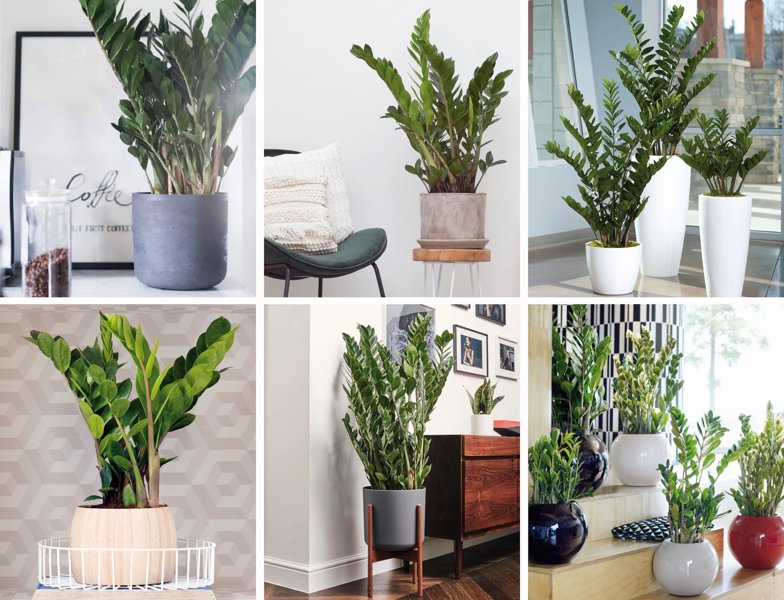 Zamioculcas, de easycare krachtpatser Tuincentrum Pelckmans