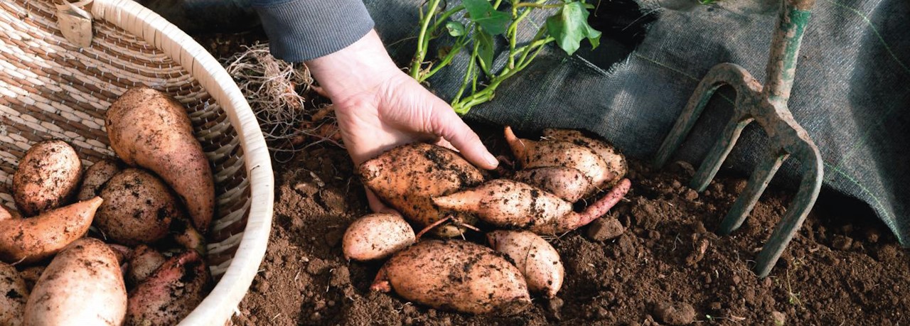 Kweek Eens Een Zoete Aardappel Tuincentrum Pelckmans