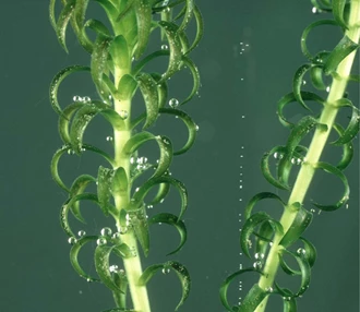 groet Wortel vork Zuurstofplanten: de heldermakers van je vijver - Tuincentrum Pelckmans